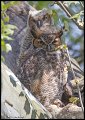 _5SB1896 great-horned owl and owlet